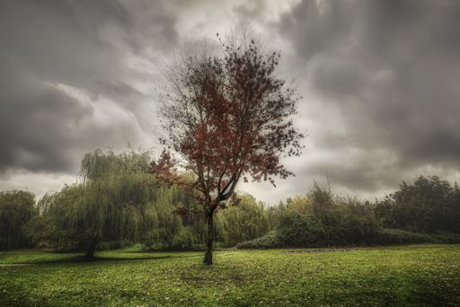 A beautiful shot of an isolated tree with red leaves in a green field with dark storm clouds in the background