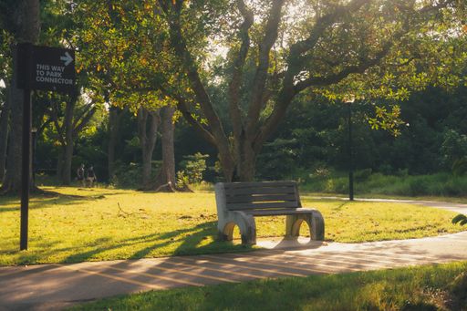 A beautiful shot of bench under big tree in beautiful park