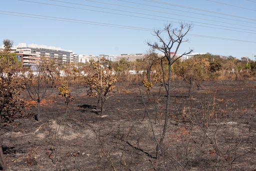 The Charred remains of a brush fire possibly arson near the Karriri-Xoco and Tuxa Indian Reservation in the Northwest section of Brasilia, Brazil