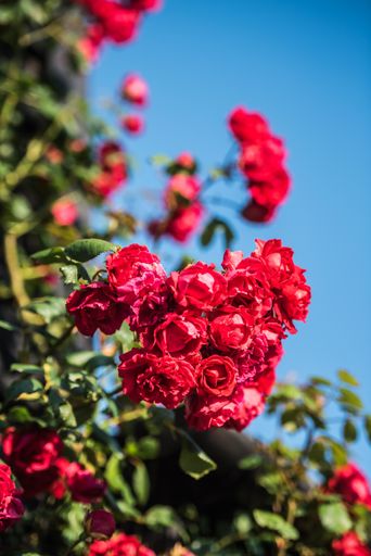 A vertical selective focus shot of red climbing roses