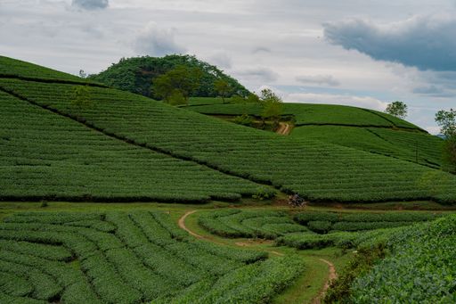 A scenic view of green plantations against mountains covered with forests on a cloudy day