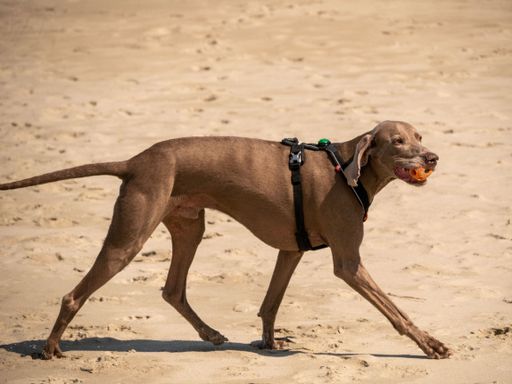 A Weimaraner strolling on a beach with a ball in his mouth