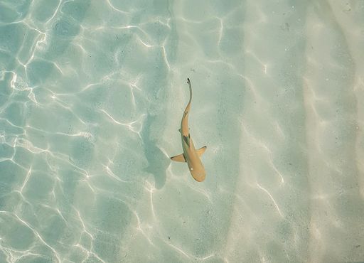 closeup shot of Black tip Reef shark in Maldives.