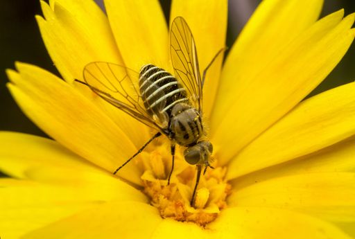 A high angle shot of a mosquito on a blooming yellow flower