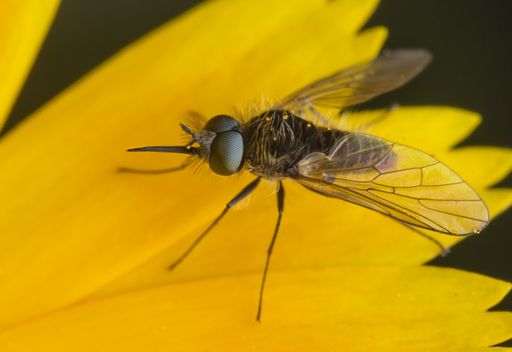 A high angle shot of a mosquito on a blooming yellow flower