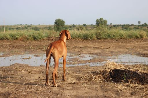 An adorable dog standing next to a puddle captured from behind