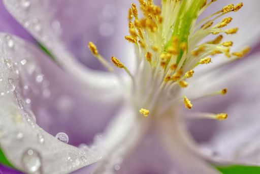 Zoomed into a wet Columbine flower using a macro lens.  This photo would make a great wall mount or screen desktop.