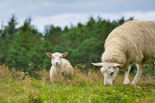 A closeup of a baby sheep and its mom on a grassy mountain.