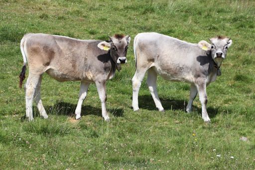 A closeup of two gray cows grazing a grass in a farmland