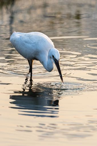 A vertical of Great Egret drinking water in the lake