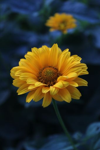 A vertical shot of a yellow transvaal daisy on blurred background