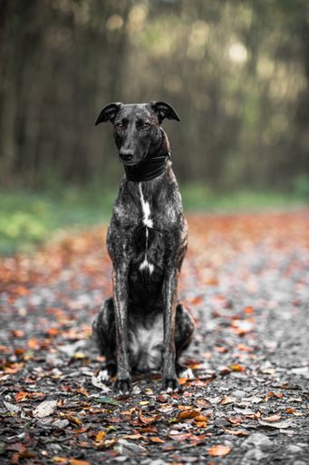 A vertical shot of a dog sitting on a road in Ireland Togher Woods