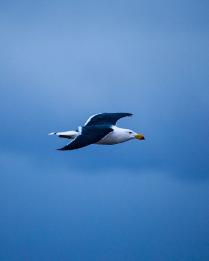 A vertical closeup shot of a great black-backed gull flying in the sky