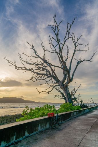 A vertical shot of a deciduous tree on the street and sea in the background during sunrise