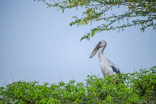 An Asian openbill stork amid a greenery against the blue sky