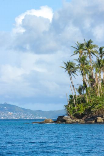 A vertical shot of a tropical beach with palm trees on an island in the Philippines