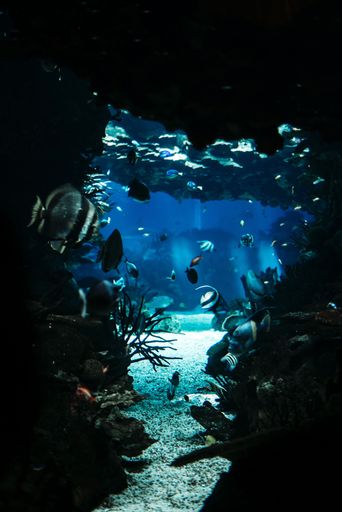 A vertical shot of underwater marine life with fish and corals - perfect vertical wallpaper