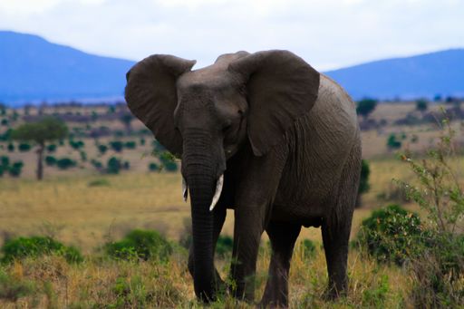An enormous elephant walking in the meadow