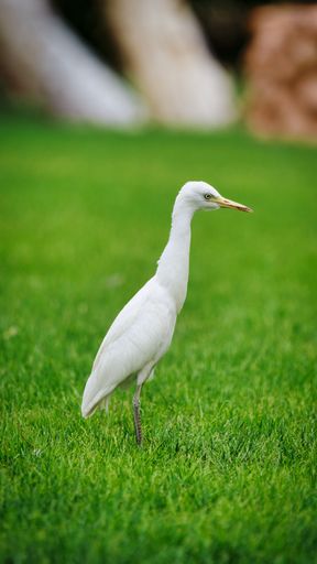 A closeup side shot of a white egret standing on the green grass