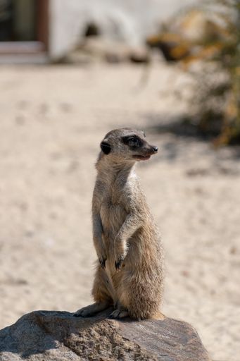A vertical shot of a cute meerkat standing on a rock during daylight