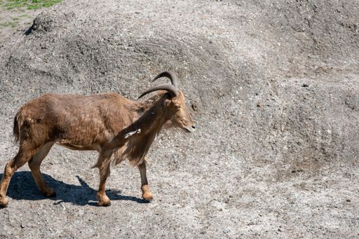 A closeup shot of a mountain goat on a rough hill