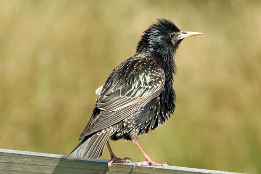 A selective focus closeup shot of a Common Starling looking to the side