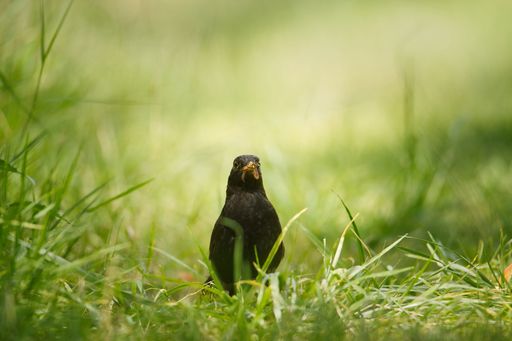 A selective focus of a blackbird in the middle of  green grasses on a sunny day