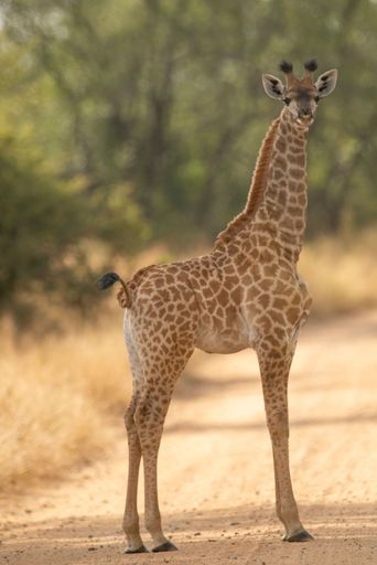 A vertical shot of a giraffe in a Kruger National park on a sunny day