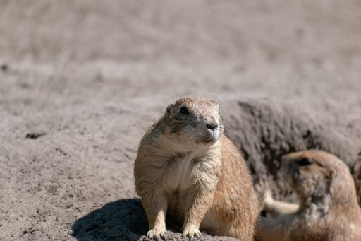 A selective focus shot of prairie dogs on sandy ground