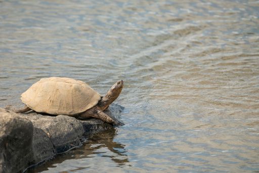 A closeup shot of a cute turtle on a rock in a pond in the Kruger National park