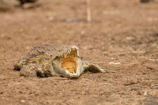 A close-up shot of an open-mouthed crocodile on the shore of a lake in the Kruger National Park