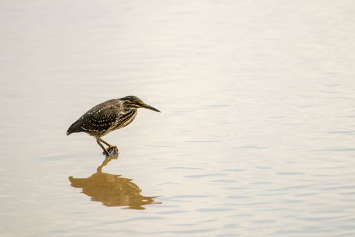 A closeup shot of an American green heron and its reflection in a pond in the Kruger National Park