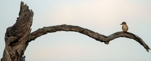 A panoramic closeup shot of a small house sparrow perched on a dried tree branch in Kruger National Park