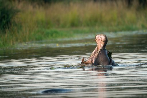 A closeup shot of a big hippo with a largely opened mouth in the lake in a Kruger National Park