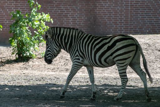 A selective focus shot of a zebra on sandy ground