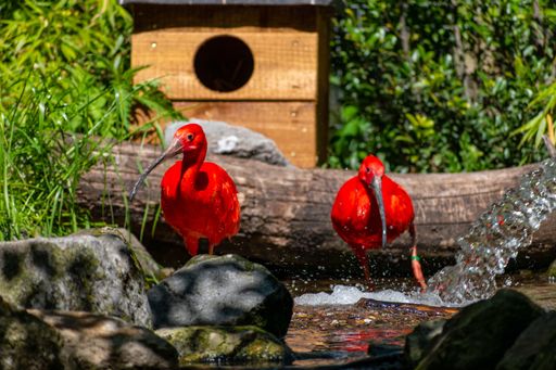 A beautiful shot of red ibis bird searching for food in the water