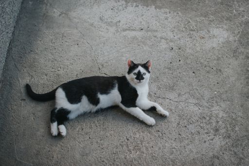 A high angle shot of a white cat with black spots lying on the rock surface