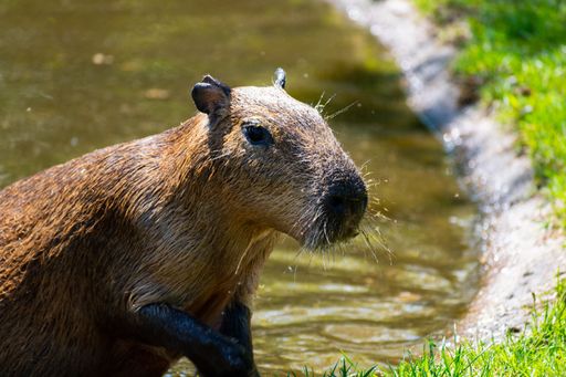 A closeup of a capybara next to a pond in a zoo during daylight