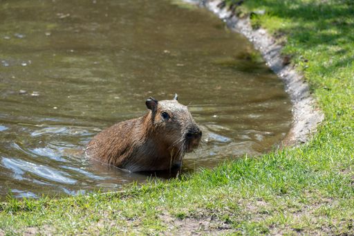 A brown capybara getting out of a pond