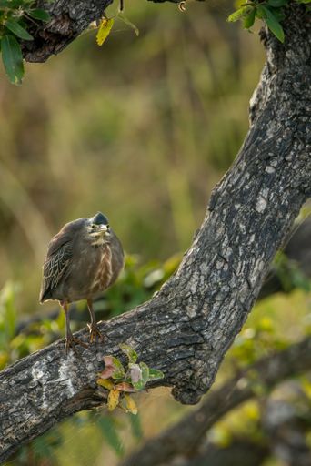 A beautiful vertical shot of a Striated heron perched on a thick tree branch in Kruger national park