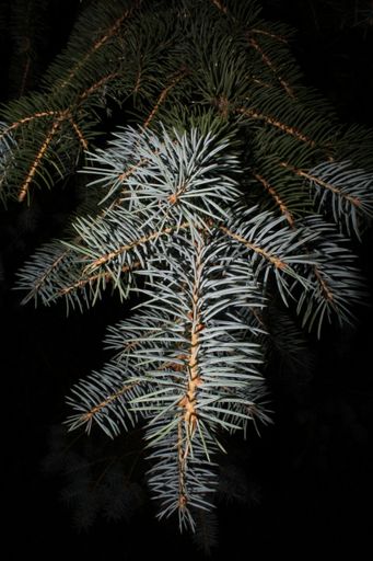 A vertical shot of a fir tree branch