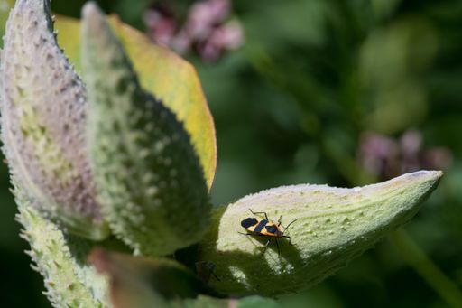 A closeup of a Large milkweed bug, Oncopeltus fasciatus standing on a plant