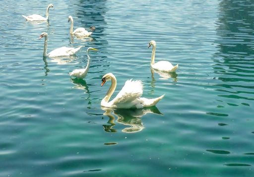 The swans swimming on the lake in a sunny day