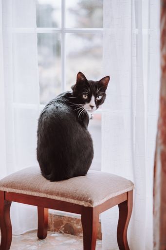 A vertical closeup shot of a black cat sits on a chair