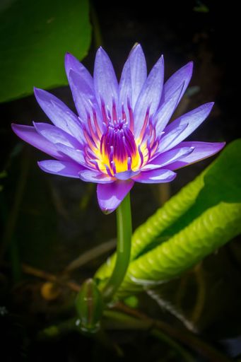 A closeup shot of a blue lily flower