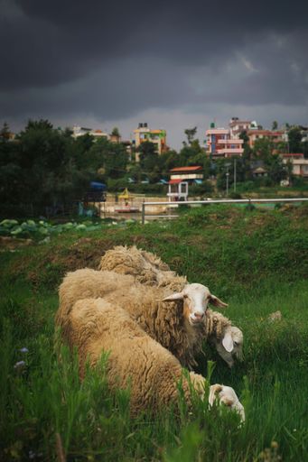 A vertical shot of herd of sheep grazing on a green lush field under dark skies near city buildings