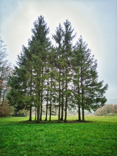 Once again found something while walking, no idea why the trees were laid out like this