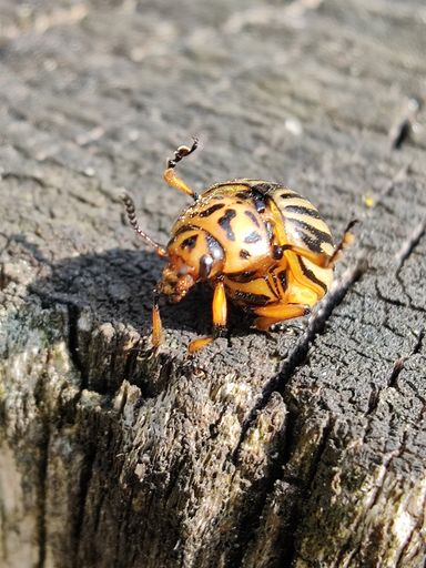 A closeup shot of a colorado beetle on a blurred background