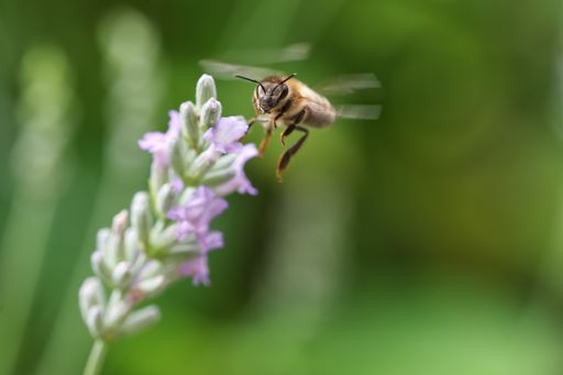 A macro shot of a honeybee pollinating a lavender flower in a garden
