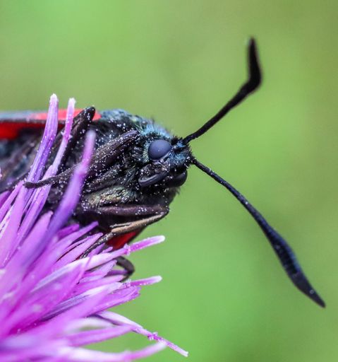 A macro shot of a cinnabar moth on a purple flower